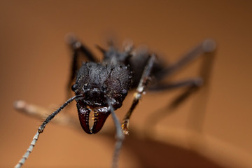 Fototapeta premium Ant Macrophotography