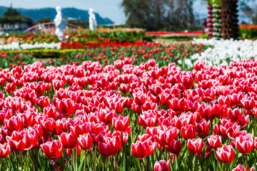 Beautiful tulips growing in the garden.