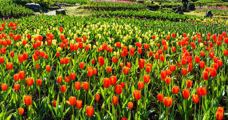 Beautiful tulips growing in the garden.