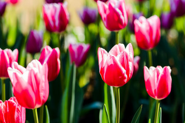 Close-up tulips growing in the garden