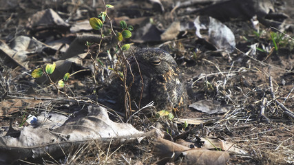 camouflaged savanna nightjar on the ground at tadoba andhari tiger reserve