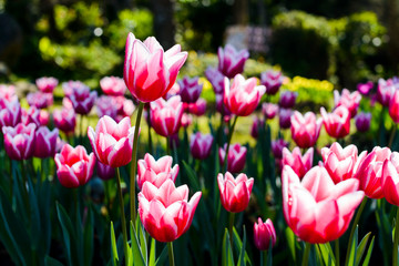 Close-up tulips growing in the garden