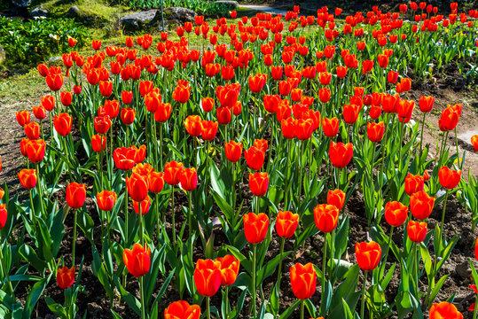 a lot of blooming tulips in the garden with the nature background