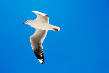 A seagull flying in the blue sky