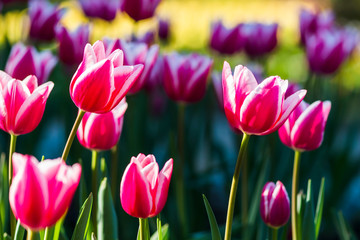Beautiful tulips flower in the garden