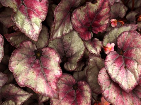 Closeup pink leaf of begonia flower plants with blurred background ,macro image ,nature leaves, sweet color for card design