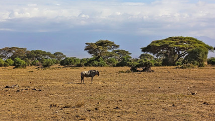 African landscape. A lone wildebeest stands on the yellow grass of the savannah. Nearby are umbrella acacias and bushes. Cloudy sky. Kenya. Amboseli park.