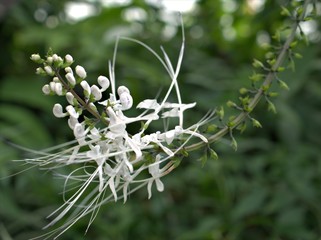 Closeup white Orthosiphon aristatus flower plants in garden with green blurred background ,macro image 