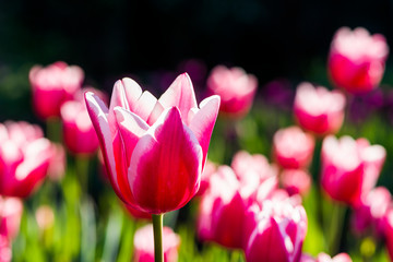 Close-up of beautiful tulips growing in the garden.