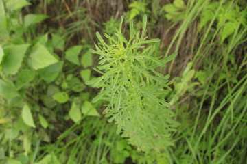 very soft and sharp edges leaves of Nepali grass in the local village