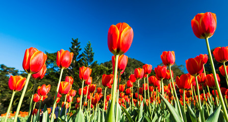 Fototapeta premium Beautiful tulips flower with the blue sky background