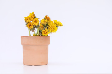 Small terracotta pot filled with wild yellow dandelion flowers. Close up nature image with white background.