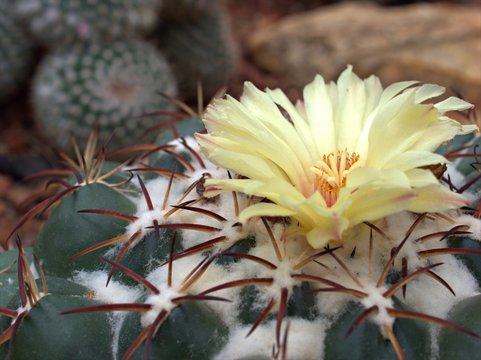 Closeup yellow flower of cactus desert plants with blurred background ,macro image 