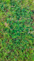 background view of beautiful green plant leaves