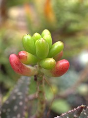 Closeup green succulent of Jelly bean plants ,sedum rubrotinctum, pink cactus desert with blurred background ,macro image ,sweet color for card design