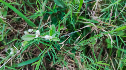 selective focus on white flower of grass