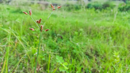 selective focus on beautiful flower of grass