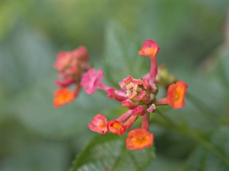 Closeup pink ,orange colorful of west indian lantana camara flowers plants in garden with green blurred background .macro image ,sweet color for card design ,soft focus