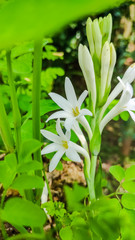 beautiful white flowers in garden