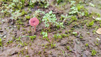 selective focus on red mushroom in garden