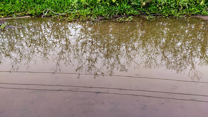 reflection view of plants on water