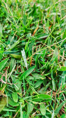 background view of beautiful green grass