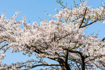 cherry blossoms blooming in Alishan of Chiayi. Alishan Forest Recreation Area in Chiayi, Taiwan.