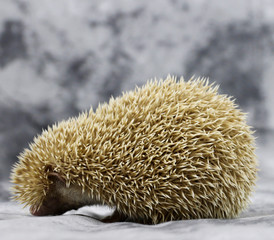 Small decorative homemade African hedgehog