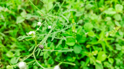 selective focus on a black and white bug on a flower plant