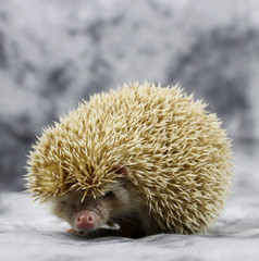 Small decorative homemade African hedgehog