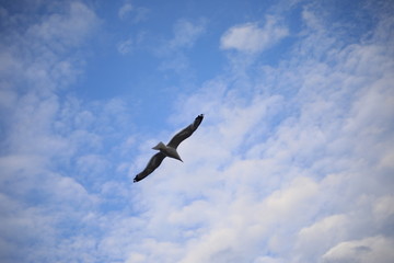 seagull in the sky