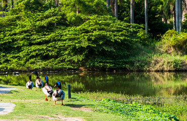 Wild ducks on the lake in Kaohsiung Museum of Fine Arts, Taiwan