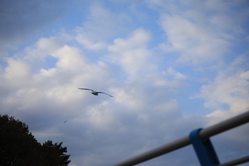 seagull on the sky