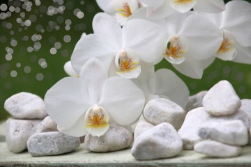 orchideen   steine  weiß