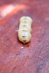 The queen termite