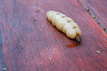The queen termite