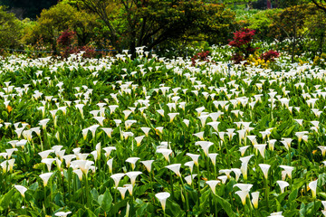 beautiful white calla lily flowers blooming in the field of Jhuzihu in Taipei, Taiwan. 