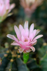 Obraz premium Cactus