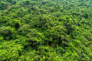 the beautiful green forest as a background