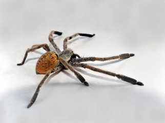 The big spider on the floor of an room in Sri Lanka