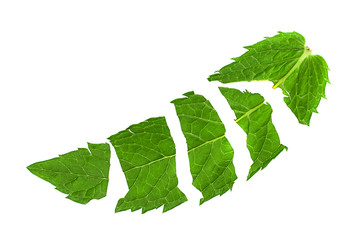 Lacerated spearmint herb leaf closeup