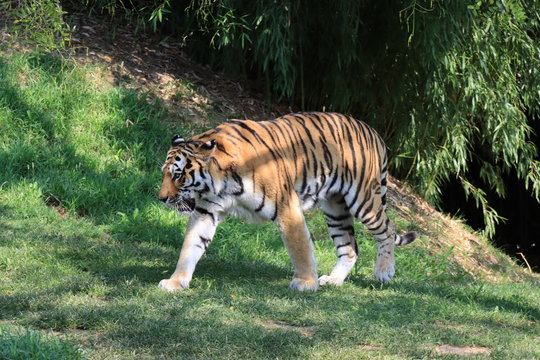 Una tigre a passeggio che va ad incontrare la compagna sequenza di tre foto per calendario poster coperta telo mare