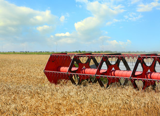 Combine harvester in wheat field