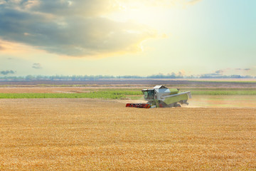 Combine harvester in wheat field