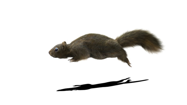 3D Render Squirrel with fluffy Fur in running or jump pose isolated on White Background with Clipping Path. 3d character Animal Concept. Camera Side View.