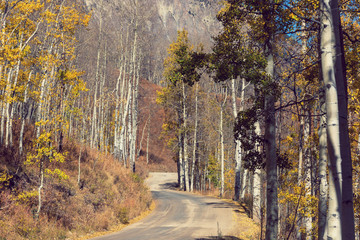 Autumn road