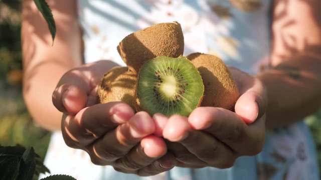 Kiwi fruit. Female hands hold several fresh beautiful kiwi in palms on sunny day. Close-up