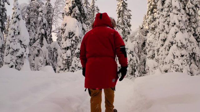 Back view of man tourist in red warm jacket walking in breathtaking snowy coniferous trees forest enjoying winter holidays, male wanderlust discovering discover Riisitunturi National Park in Lapland
