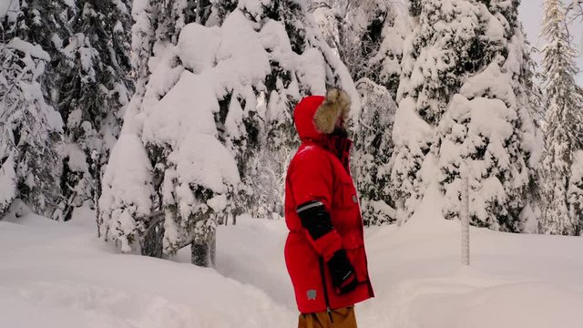 Back view of man tourist in red warm jacket walking in breathtaking snowy coniferous trees forest enjoying winter holidays, male wanderlust discovering discover Riisitunturi National Park in Lapland
