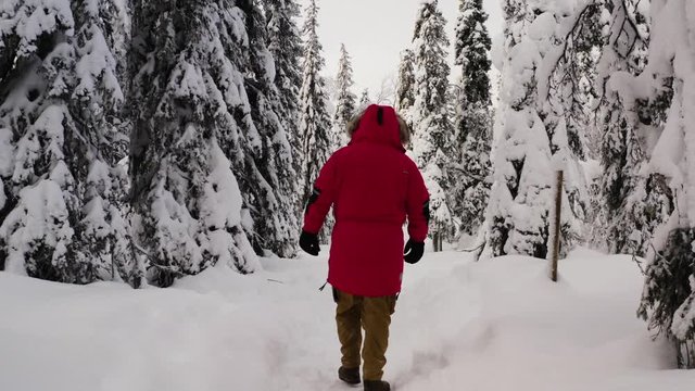 Back view of man tourist in red warm jacket walking in breathtaking snowy coniferous trees forest enjoying winter holidays, male wanderlust discovering discover Riisitunturi National Park in Lapland
